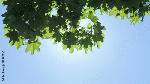 The rays of the sun through the foliage of trees