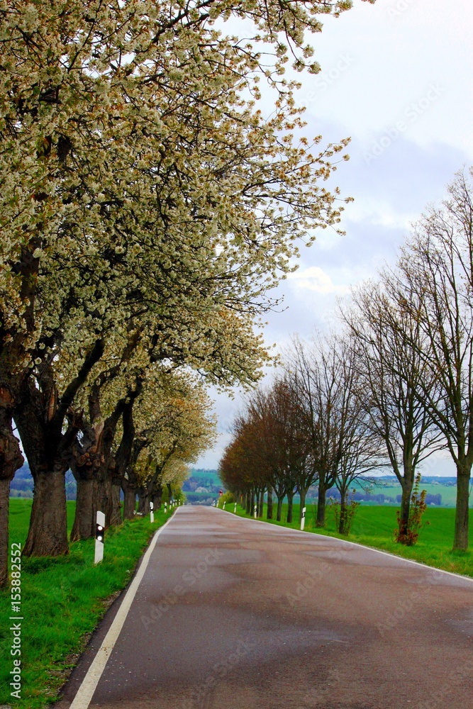 Allee mit blühenden Bäumen