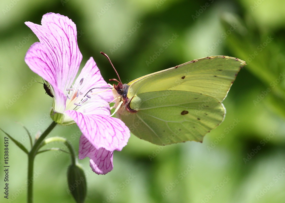 Male European Common Brimstone butterfly (Gonepteryx rhamni) feeding on a colourful flower. Male European Common Brimstone butterfly (Gonepteryx rhamni) feeding on a colourful flower.