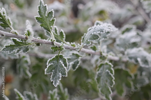 The leaves of the bush are covered with hoarfrost © Irene Bondarchuk