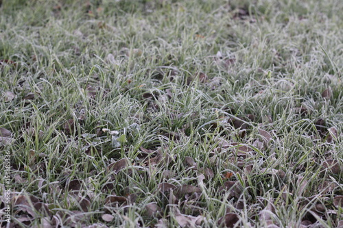 Grass and autumn leaves are covered with frost