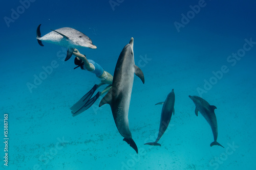 Snorkeler swimming with dolphins © Image Source