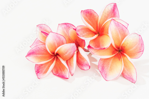 Beautiful plumeria or frangipani flowers isolated on white