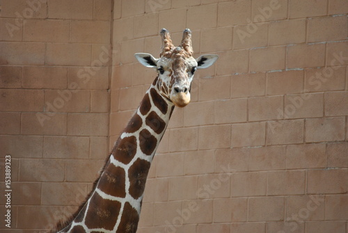 Photography Giraffe