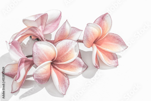 Beautiful plumeria or frangipani flowers isolated on white