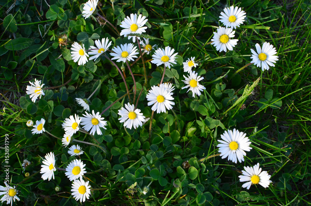 Fototapeta premium Spring is time when blooming chamomile
