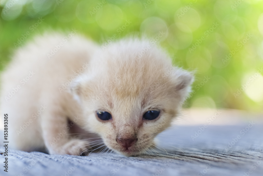 cute little cat on wooden floor,selective and soft focus cute little cat on wooden floor,selective and soft focus