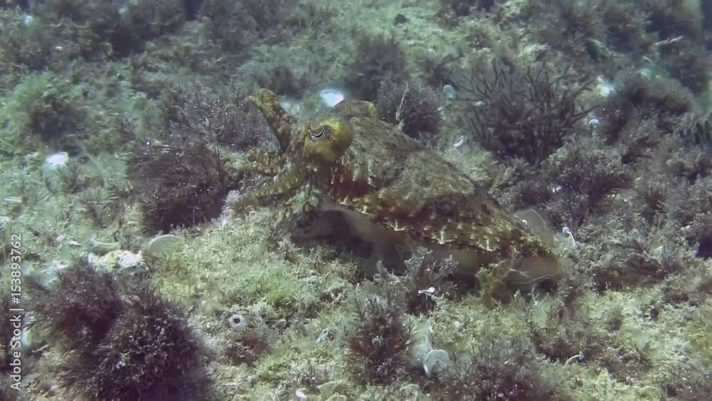 Costa Brava, diving the Mediterranean sea, Cuttlefish, Spain Costa Brava, diving the Mediterranean sea, Cuttlefish, Spain