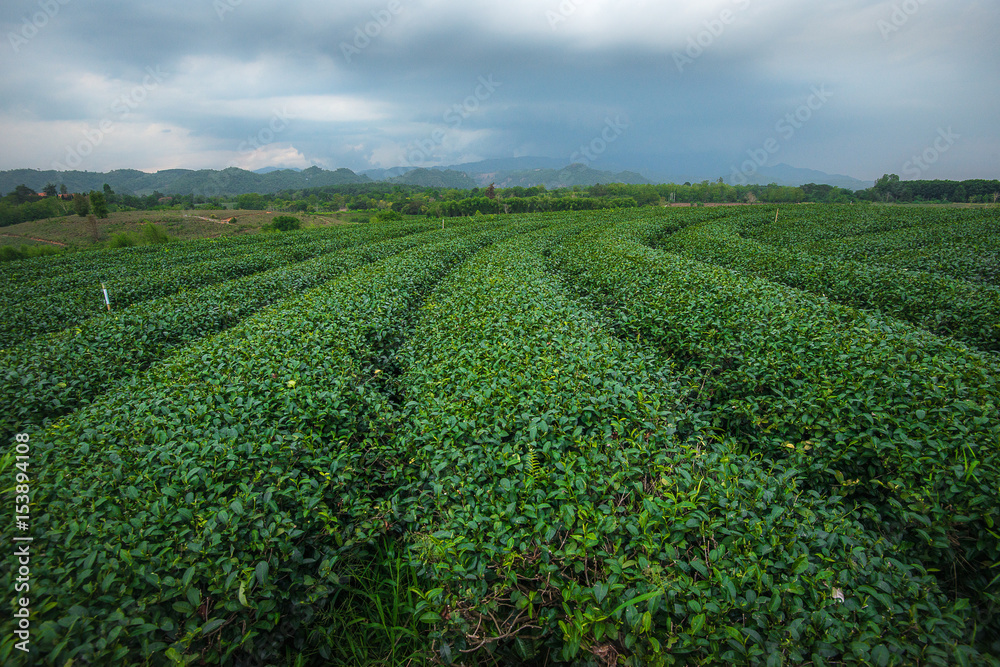 Green tea plantation in Thailand