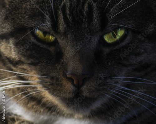Tabby Cat