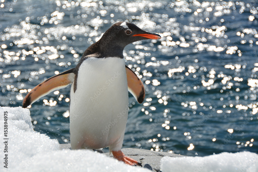 Obraz premium ペンギン