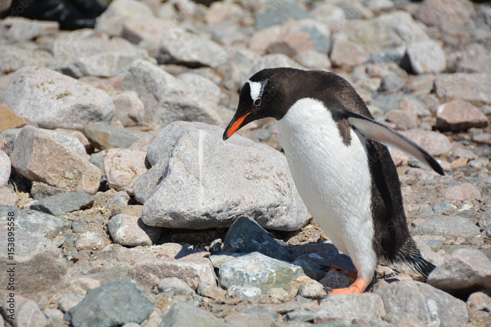 Fototapeta premium ペンギン