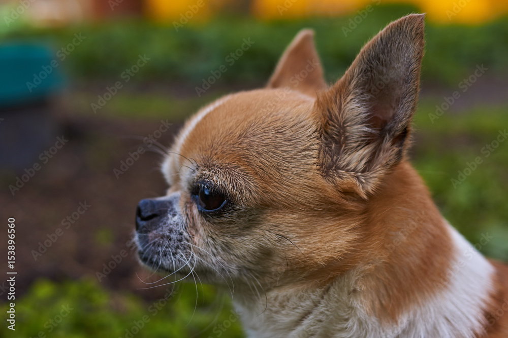 Portrait of a dog/Profile of the dog on a blurred background. A dog of the Chihuahua breed. Smooth-haired, red. He looks to the left. You can see the head, ears, eyes, mustaches. The mouth is closed.