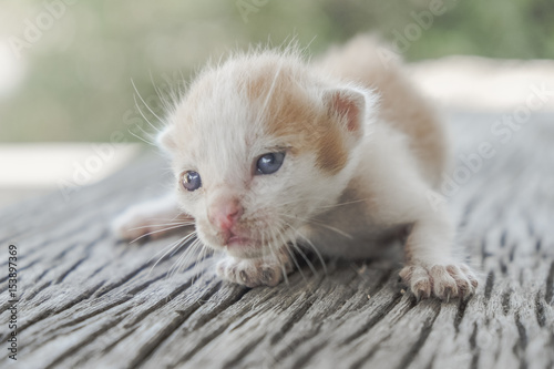 cute little cat on wooden floor,selective and soft focus