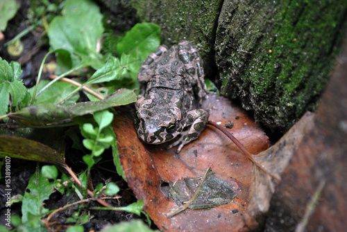 Ground toad sitting on the grass near old wall