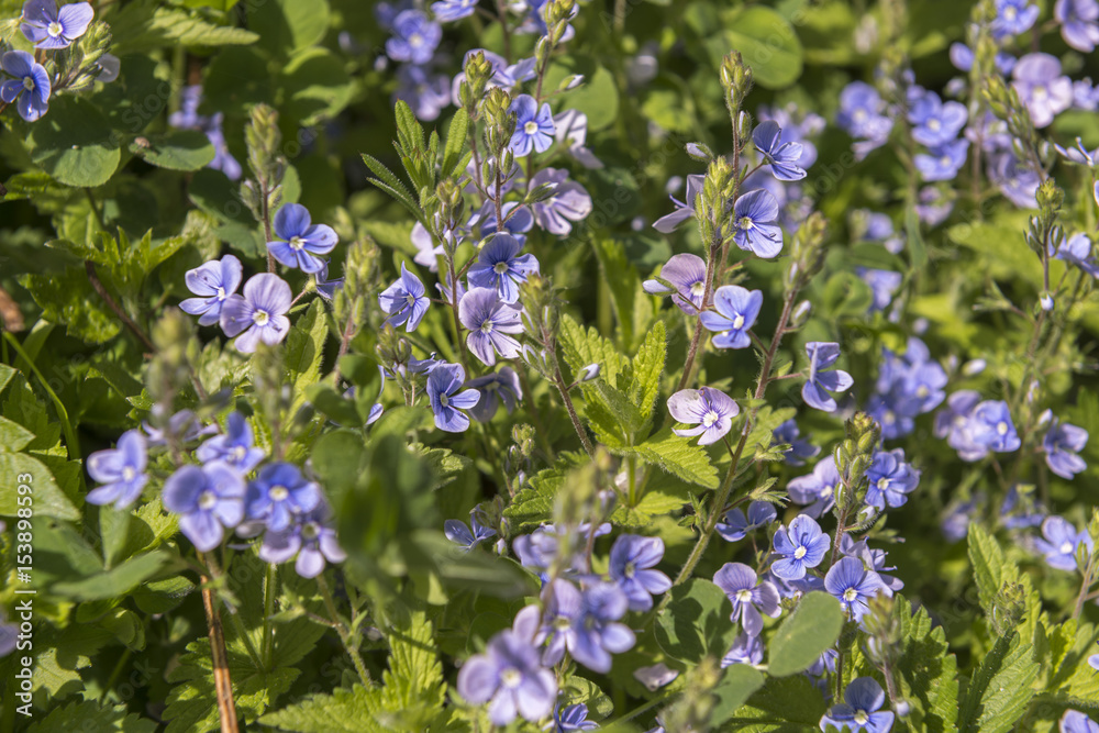 Close-up of spring Speedwell (Veronica chamaedrys) plants in full bloom under the spring sun. Also known as germander speedwell or bird's-eye speedwell. Close-up of spring Speedwell (Veronica chamaedrys) plants in full bloom under the spring sun. Also known as germander speedwell or bird's-eye speedwell.