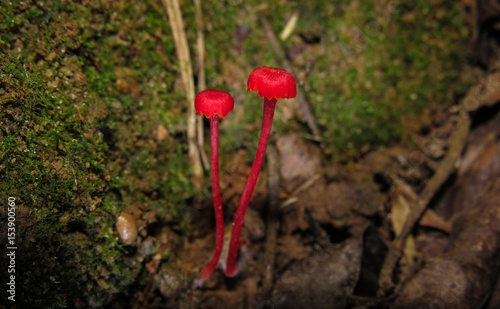 Red mushrooms, beauty that enchants photo