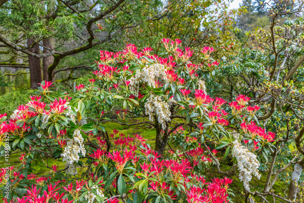 The young leaves of a Pieris japonica bush in spring are typically brightly red coloured. The young leaves of a Pieris japonica bush in spring are typically brightly red coloured.