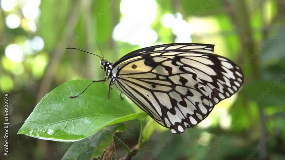 Slow motion Adult Malabar tree nymph resting on a leaf, it is found in forest tropical clearings. Slowmo of the Malabar tree-nymph or Idea malabarica is a large butterfly. -Dan Slow motion Adult Malabar tree nymph resting on a leaf, it is found in forest tropical clearings. Slowmo of the Malabar tree-nymph or Idea malabarica is a large butterfly. -Dan
