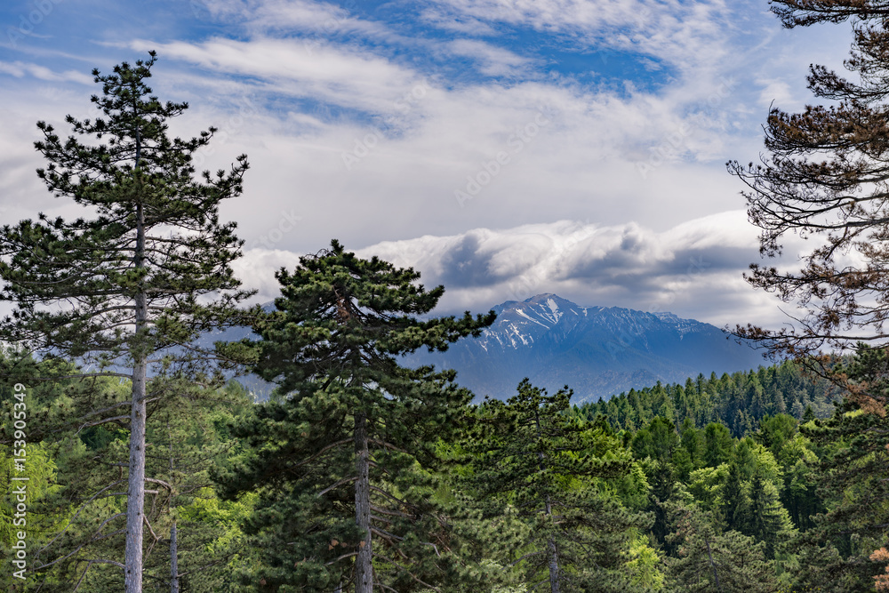 Picturesque view of the Bucegi mountains (Brasov, Romania) through an old pine forest, in May, on a cloudy day