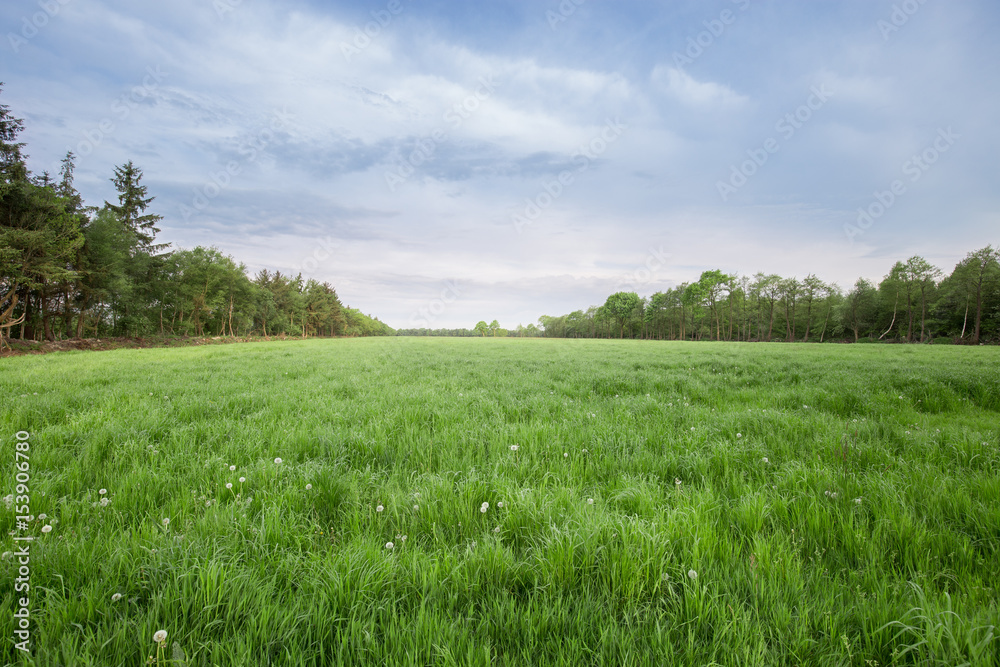 Ostfriesische Landschaften, saftige Grünflächen