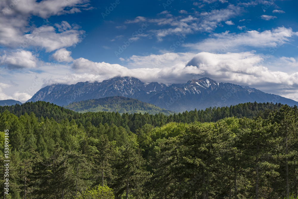 Picturesque view of the Bucegi mountains (Brasov, Romania) with an old pine forest in the foreground, in May, on a cloudy day
