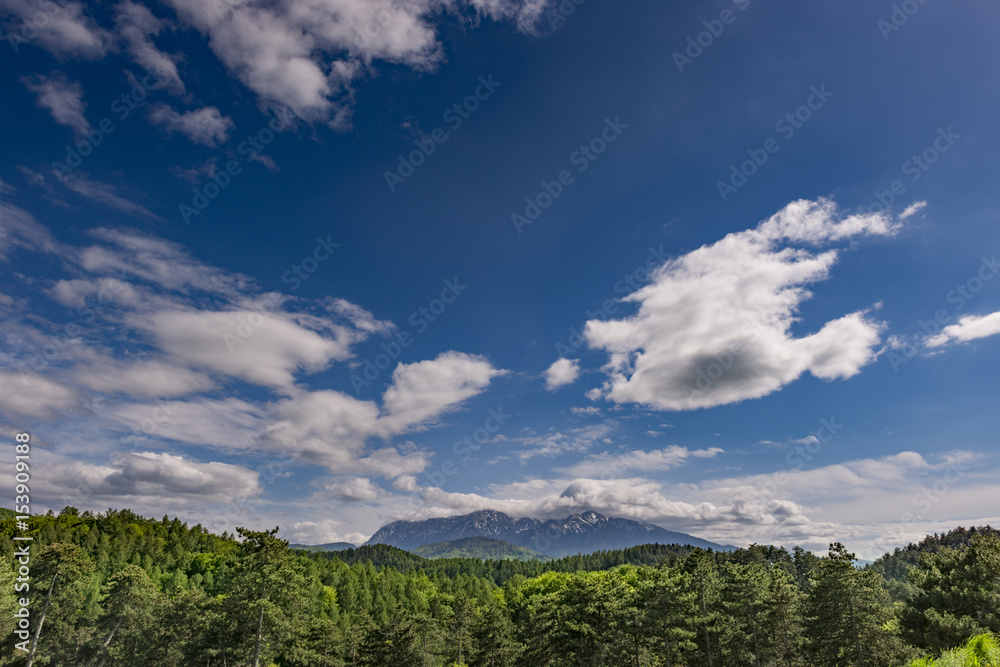 Picturesque view of the Bucegi mountains (Brasov, Romania) with an old pine forest in the foreground, in May, on a cloudy day
