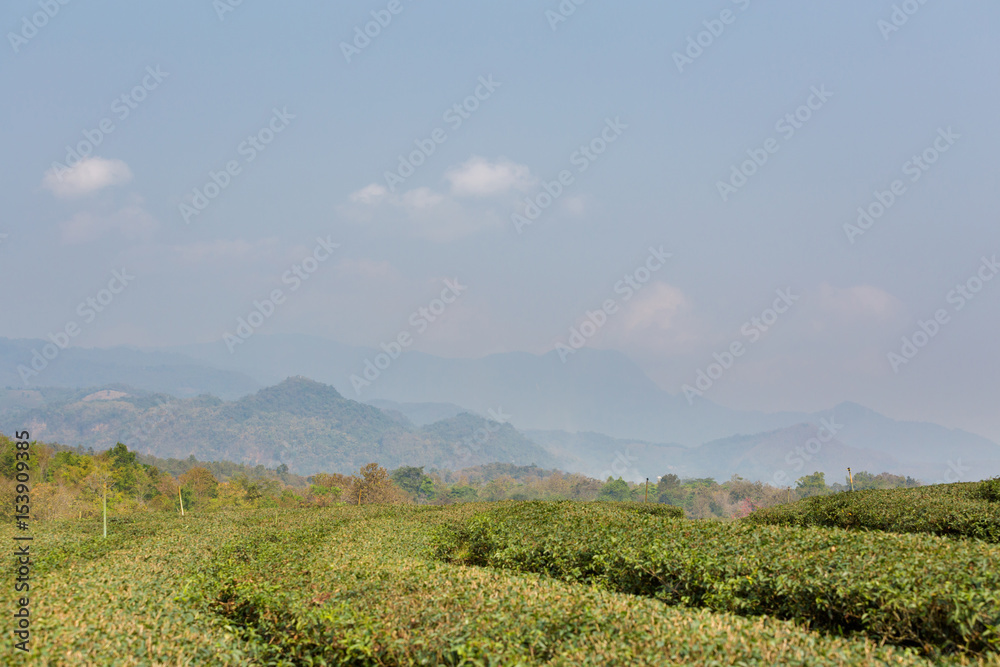 Chouifong green tea plantation Thailand Chouifong green tea plantation Thailand