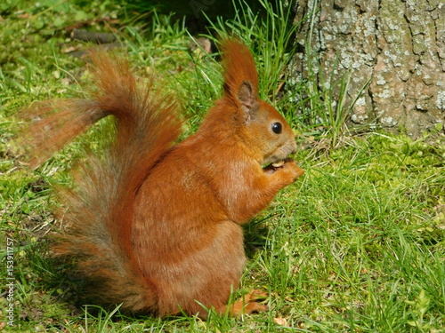 Obraz na płótnie Squirrel in Lazienki park