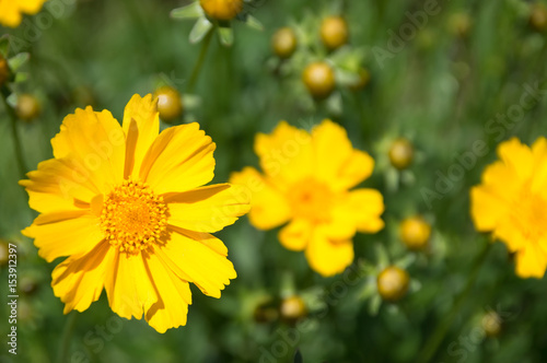 花　背景テクスチャ－　バックグランド