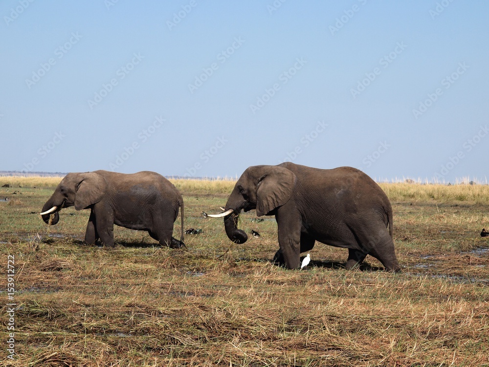 Fototapeta premium Chobe National Park