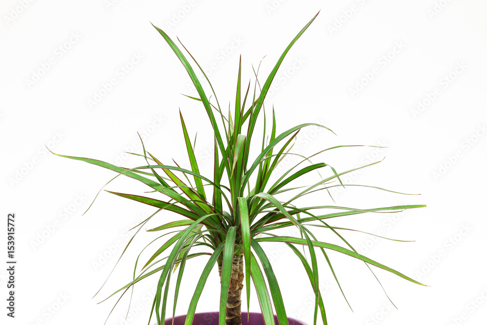 Drachenbaum als Topfpflanze Drachenbaum als Topfpflanze