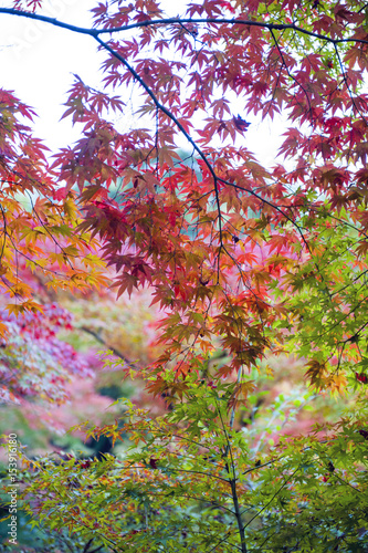 Lush foliage of Japanese maple tree during autumn in a garden in Kyoto, Japan photo