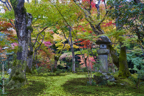 Kasuga doro or stone lantern in Japanese maple garden during autumn at Enkoji temple, Kyoto, Japan photo