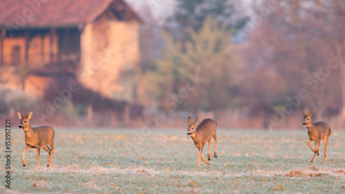 chevreuil brocard pature photo