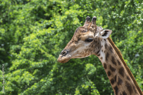 Close up shot of giraffe head