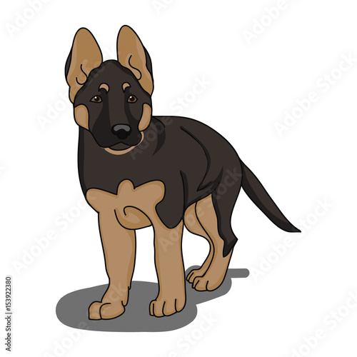 The German shepherd puppy on white background