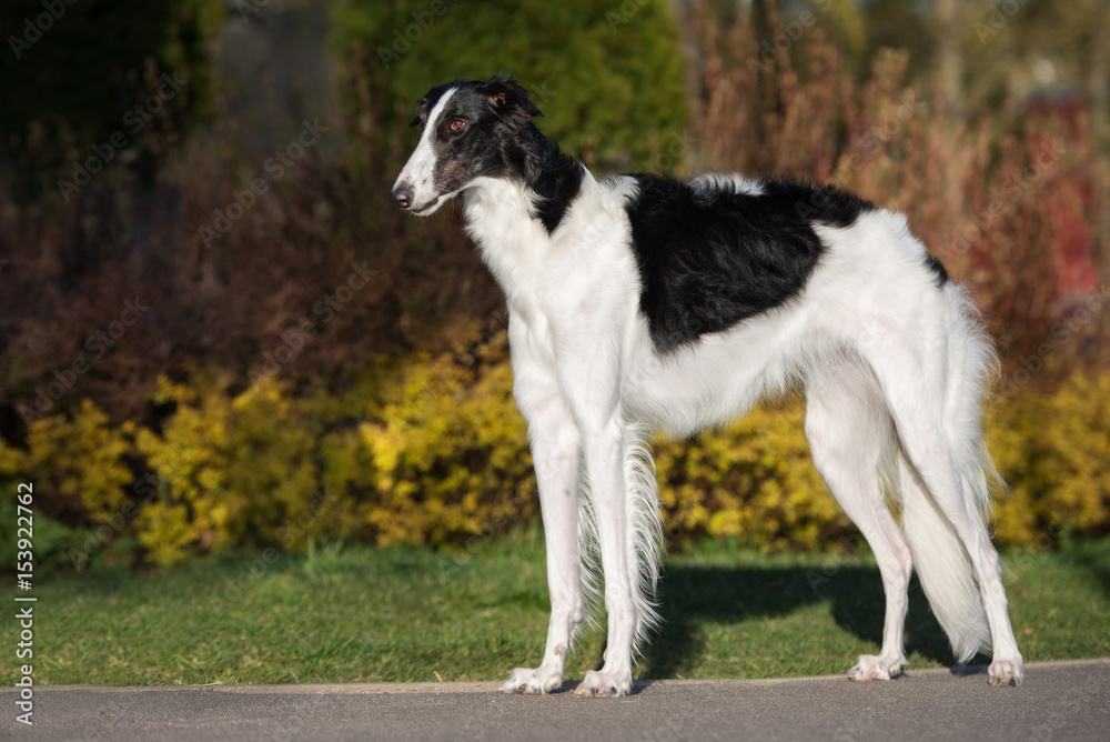 russian borzoi dog posing outdoors in summer russian borzoi dog posing outdoors in summer