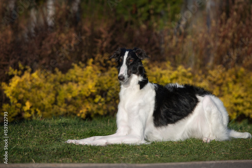 Fototapeta Naklejka Na Ścianę i Meble -  russian borzoi dog posing outdoors in summer