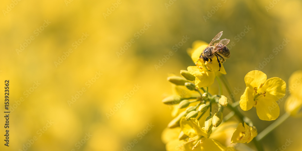 Biene sammelt Honig - Rapsblüte im Frühling Biene sammelt Honig - Rapsblüte im Frühling