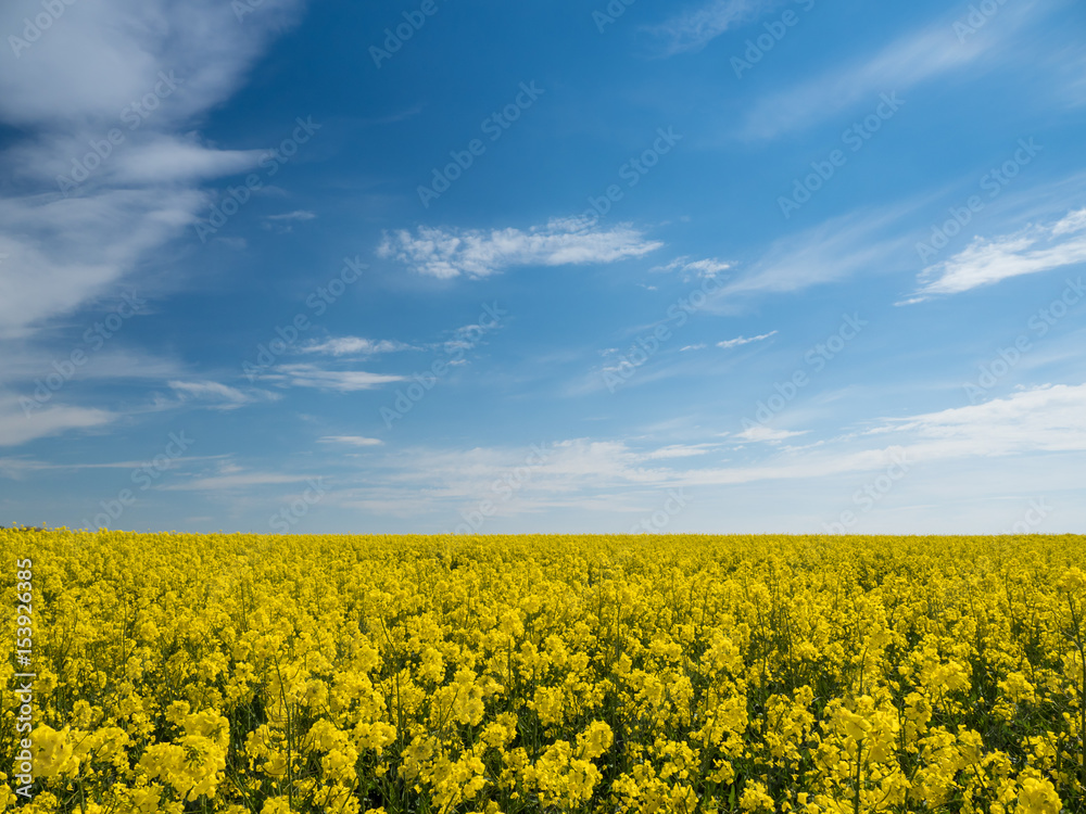 big rape field and some clouds at the sky big rape field and some clouds at the sky