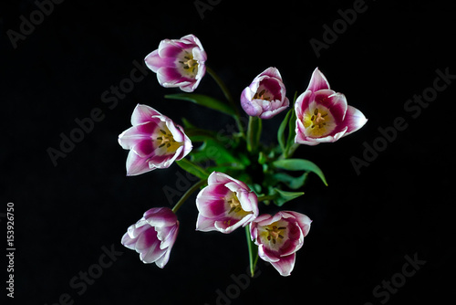 Flowers in the dark. Open tulips.