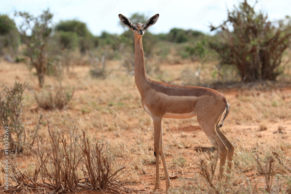 Gazelle-Tsavo National Park Gazelle-Tsavo National Park