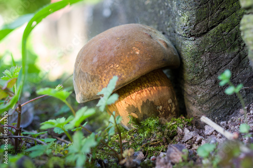 Photography Young lurid bolete mushroom