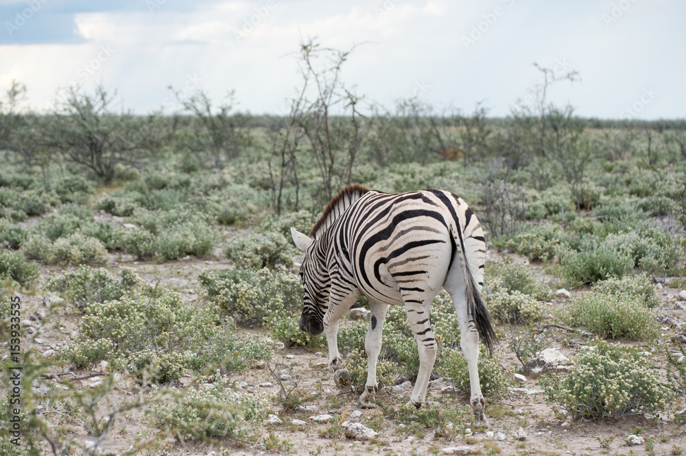 Obraz premium Burchell's (Plain's) zebra