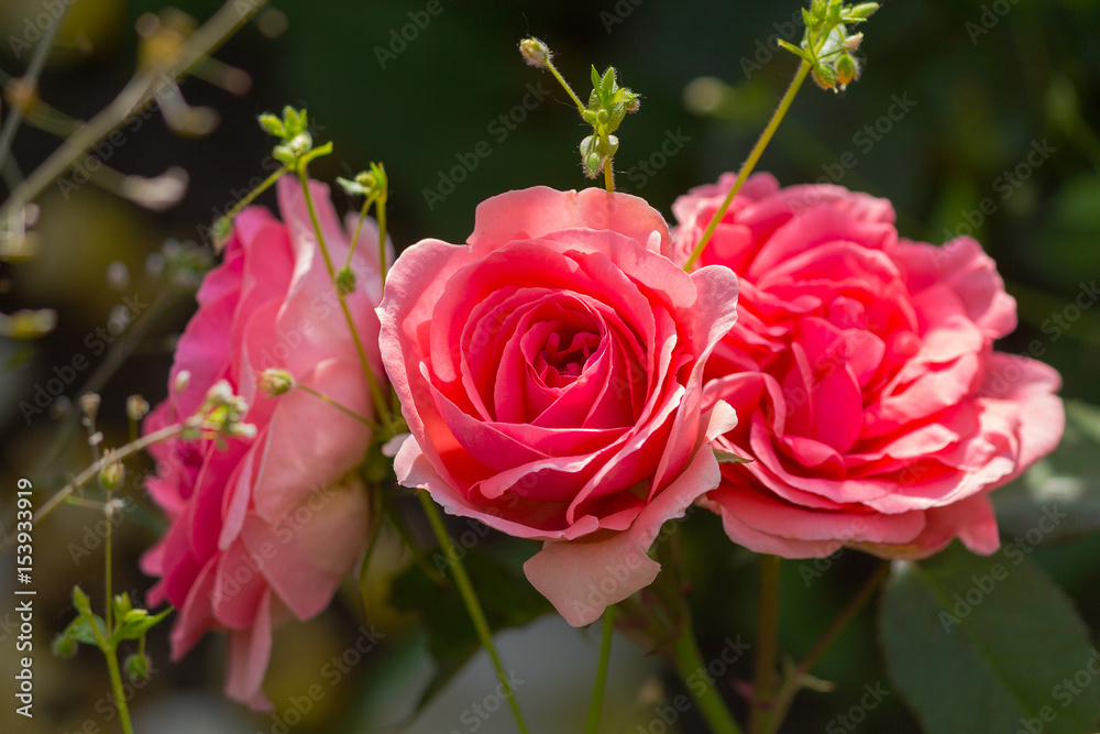 Three beautiful roses in the garden. Flowers Three beautiful roses in the garden. Flowers