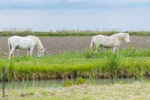  White camargue horse eating grass in a field 