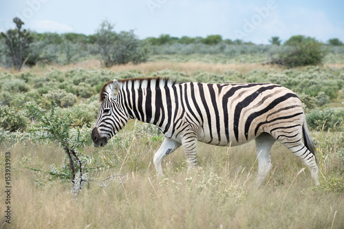 Burchell s  Plain s  zebra