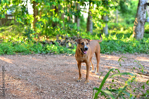 The brown dog is happy in the rubber plantation.
