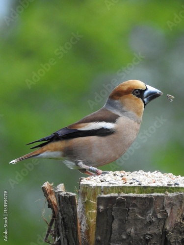 Beautiful male hawfinch 